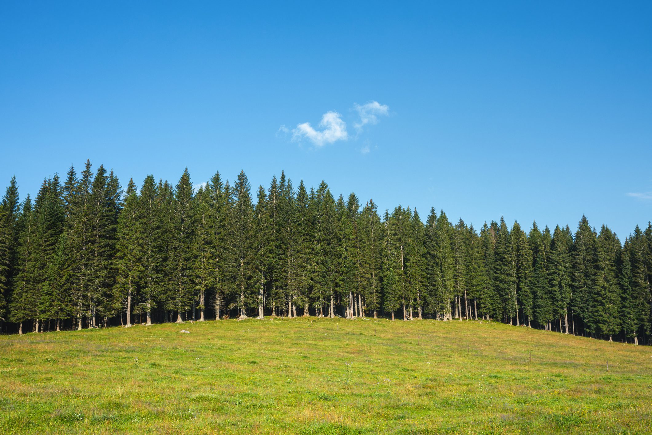 Green alpine pasture with pine forest on a beautiful sunny summer day.